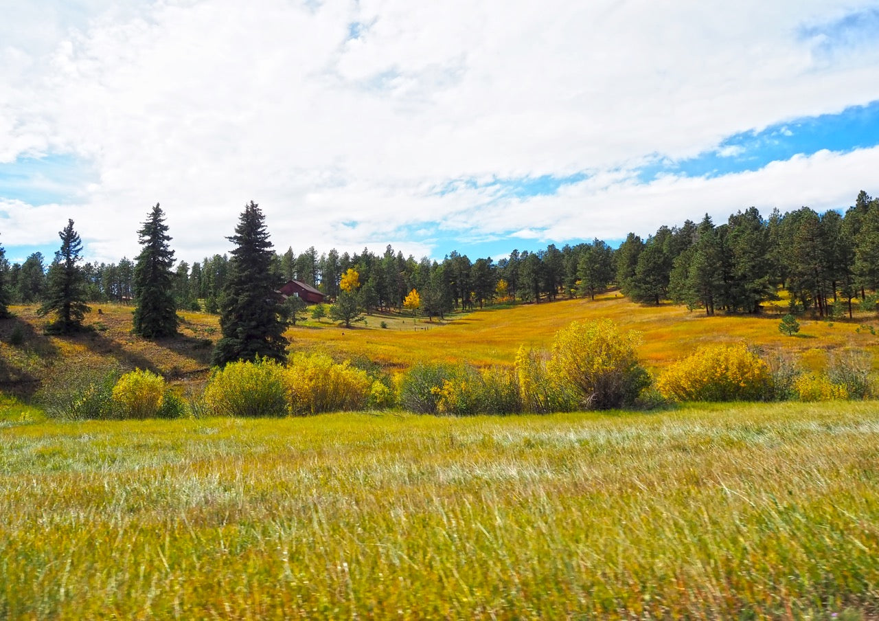 Grassy meadow in the foothills of Colorado with a few Evergreen trees and wild bushes.