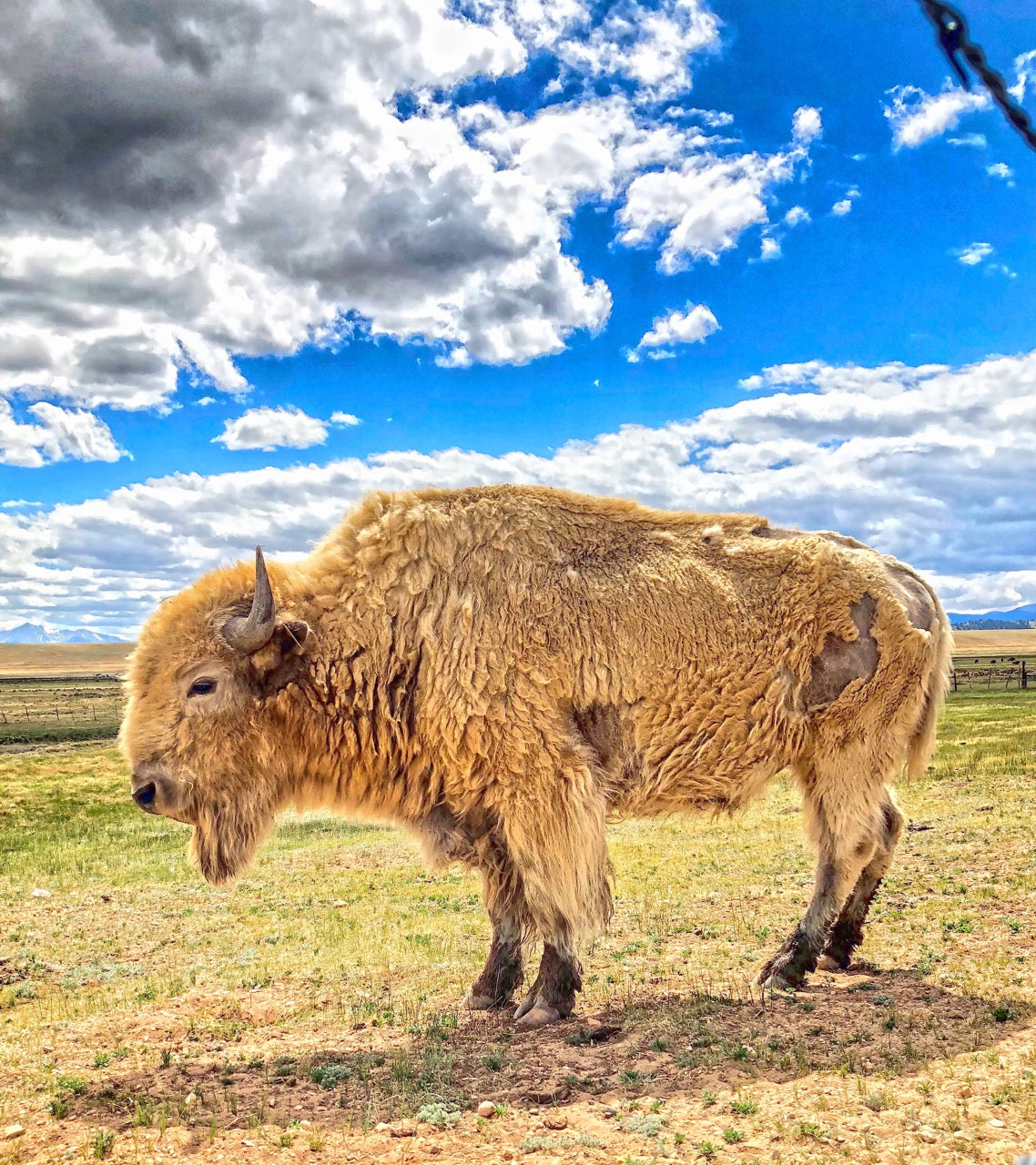 A white buffalo in a field with a blue sky and clouds. 